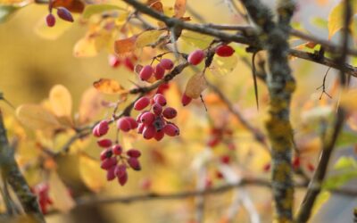 Berberine: helpt dit natuurlijke middel tegen cravings?
